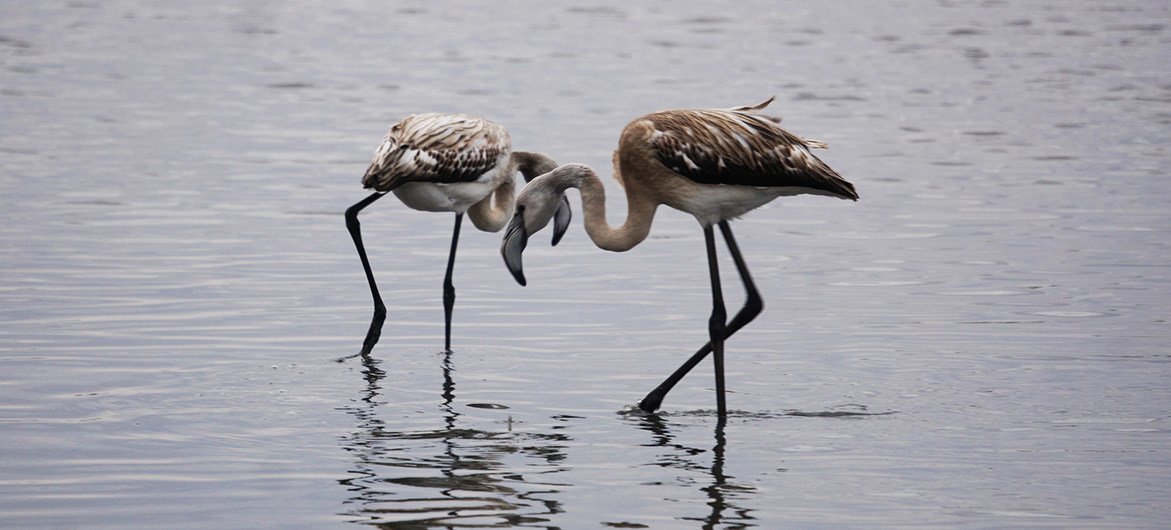 Dos jóvenes flamencos en el lago Maly Taldykol, en  la capital de Kazajistán.