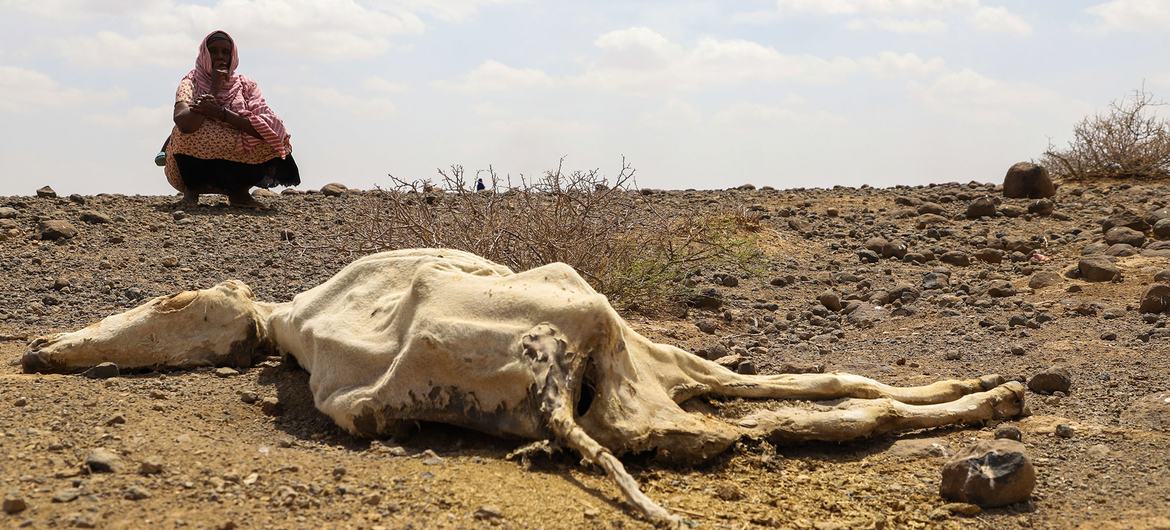 Los fenómenos meteorológicos extremos, como las sequías, están causando graves pérdidas económicas entre los campesinos de todo el mundo.