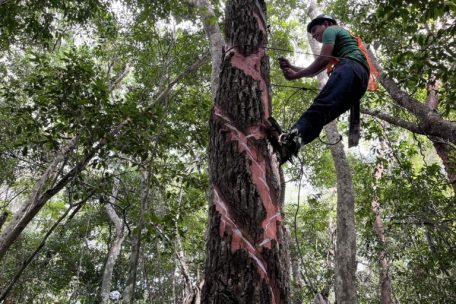 Los chicleros deben tener destreza y técnica para no caer del árbol. Foto: Juan Mayorga.