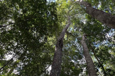 Árboles de chicozapote. Foto: Juan Mayorga