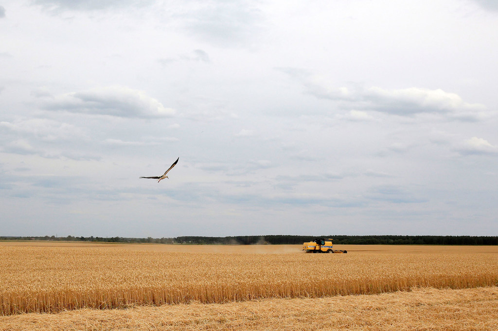 Un campo de trigo durante la temporada de cosecha en Krasne, Ucrania.